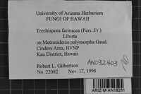 Trechispora farinacea image