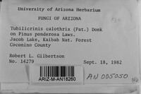 Tubulicrinis calothrix image