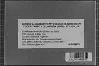 Tubulicium dussii image