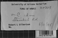 Tubulicium dussii image