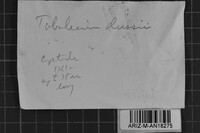 Tubulicium dussii image