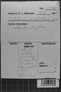 Tubulicrinis calothrix image