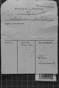 Tubulicrinis chaetophorus image