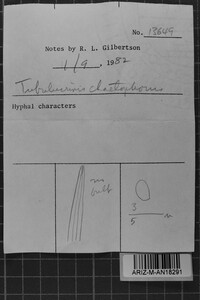 Tubulicrinis chaetophorus image