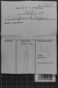 Tubulicrinis chaetophorus image