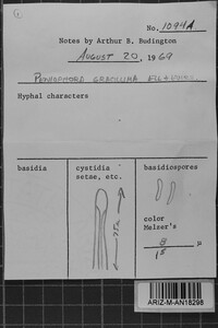 Tubulicrinis gracillimus image