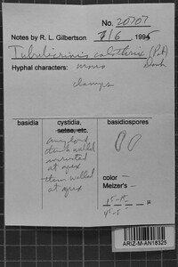 Tubulicrinis calothrix image