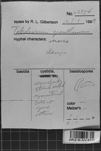 Tubulicrinis gracillimus image