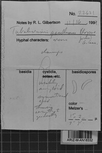 Tubulicrinis gracillimus image