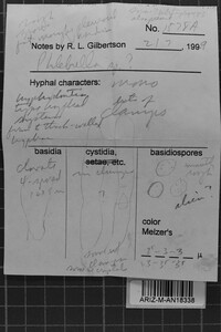 Tubulicrinis gracillimus image