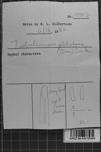 Tubulicrinis gracillimus image