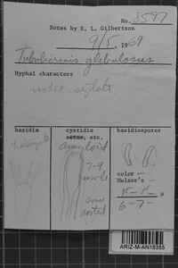 Tubulicrinis gracillimus image