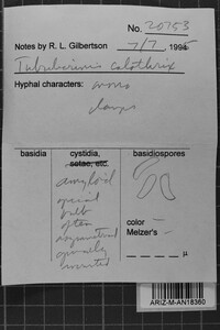 Tubulicrinis calothrix image