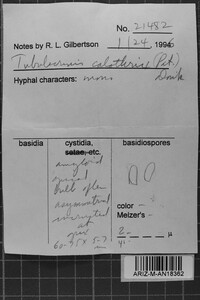 Tubulicrinis calothrix image