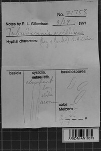 Tubulicrinis gracillimus image