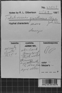 Tubulicrinis gracillimus image