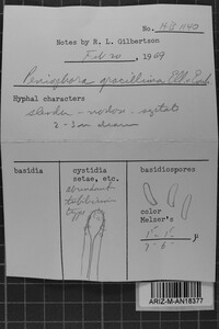 Tubulicrinis gracillimus image