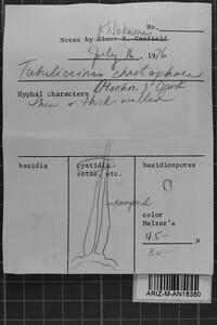 Tubulicrinis chaetophorus image