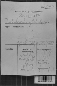 Tubulicrinis gracillimus image