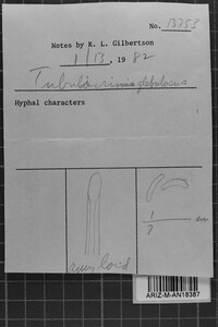 Tubulicrinis gracillimus image