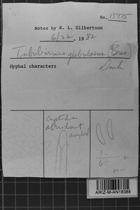 Tubulicrinis gracillimus image