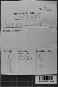 Tubulicrinis gracillimus image