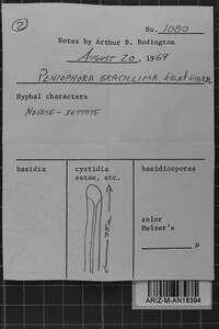 Tubulicrinis gracillimus image