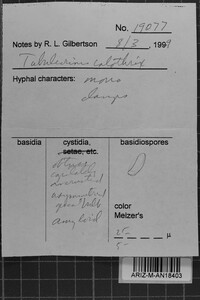 Tubulicrinis calothrix image