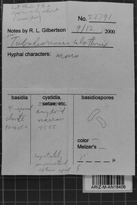 Tubulicrinis calothrix image