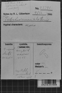 Tubulicrinis calothrix image