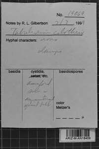 Tubulicrinis calothrix image