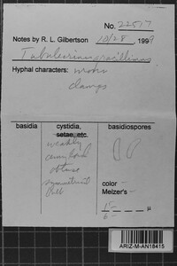 Tubulicrinis gracillimus image