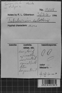 Tubulicrinis calothrix image