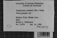 Tubulicrinis calothrix image