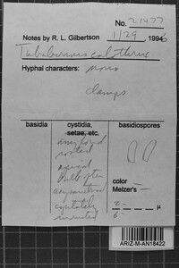 Tubulicrinis calothrix image