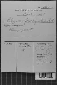 Loweomyces fractipes image