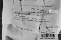 Amylocystis lapponica image