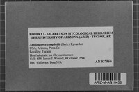 Amylosporus campbellii image