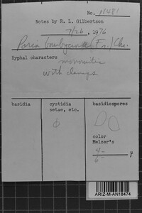 Anomoporia bombycina image