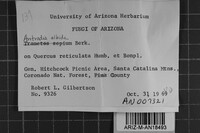 Antrodia albida image
