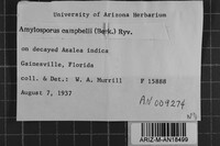 Amylosporus campbellii image