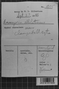 Anomoloma albolutescens image