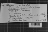 Abortiporus biennis image