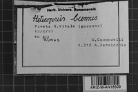 Abortiporus biennis image