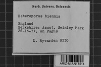 Abortiporus biennis image