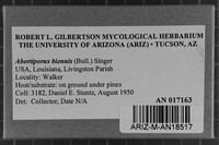 Abortiporus biennis image