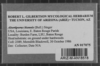 Abortiporus biennis image