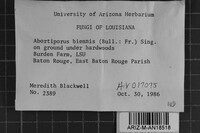Abortiporus biennis image