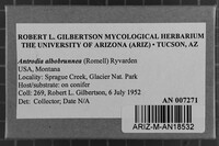 Antrodia albobrunnea image