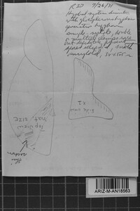 Amylosporus campbellii image